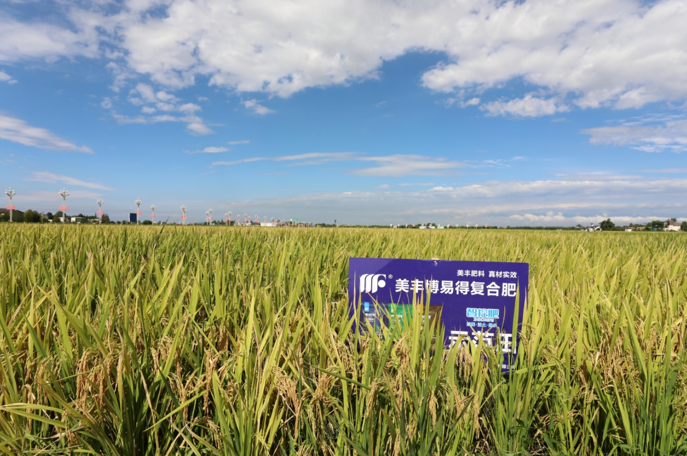 好「豐」景：廣漢「糧王」的心愿